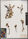 Foto von Salix reticulata L.